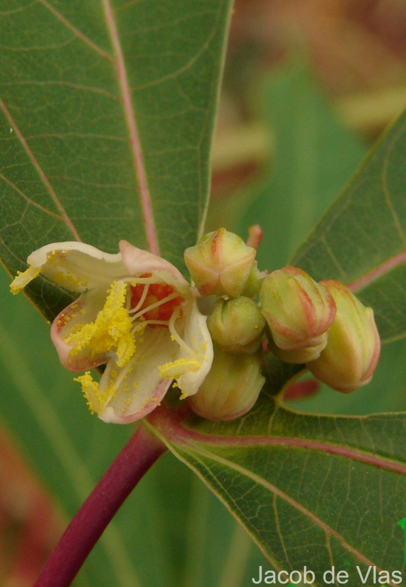 Manihot esculenta Crantz